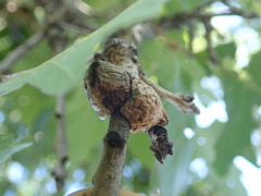 Disholcaspis bassetti