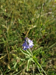 Veronica prostrata