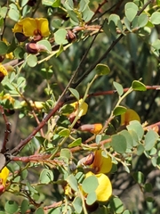 Bossiaea rhombifolia