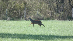 Mazama gouazoubira