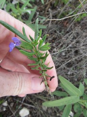 Salvia texana