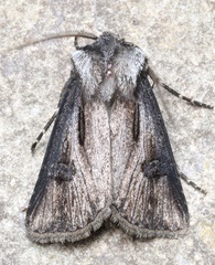 Agrotis venerabilis