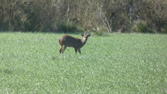 Mazama gouazoubira