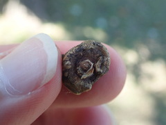 Disholcaspis bassetti