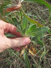 Oenothera macrocarpa