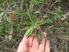 Oenothera macrocarpa