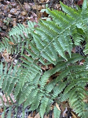 Dryopteris arguta