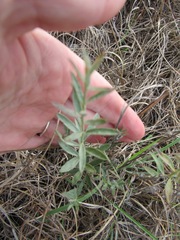 Evolvulus sericeus