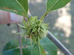 Andricus quercusfrondosus