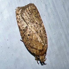 Agonopterix