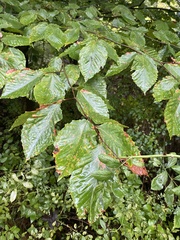 Acalitus ferrugineum