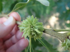 Andricus quercusfrondosus