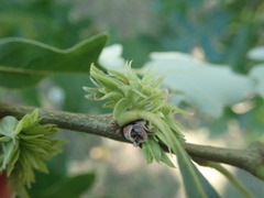 Andricus quercusfrondosus