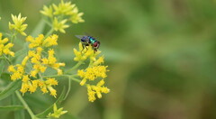 Chrysomya rufifacies