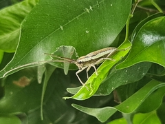 Neoptychodes trilineatus