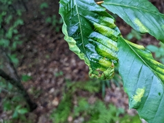 Litylenchus crenatae