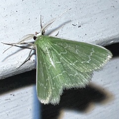 Synchlora aerata