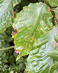 Acalitus ferrugineum