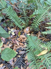 Polystichum munitum