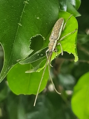 Neoptychodes trilineatus