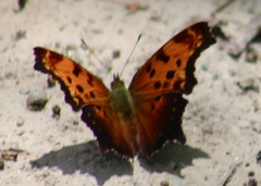 Polygonia progne