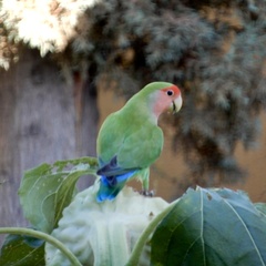 Agapornis roseicollis