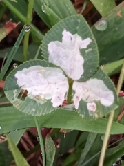 Porphyrosela minuta