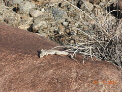 Dipsosaurus dorsalis