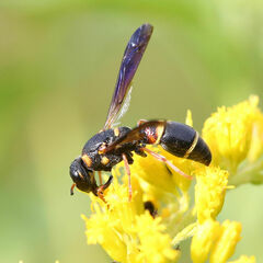 Parancistrocerus histrio
