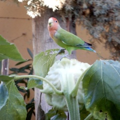 Agapornis roseicollis