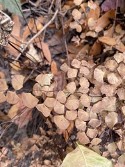 Adiantum jordanii