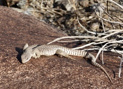 Dipsosaurus dorsalis