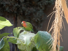 Agapornis roseicollis