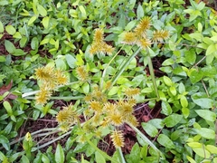 Cyperus strigosus