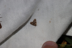 Elophila obliteralis