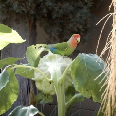 Agapornis roseicollis