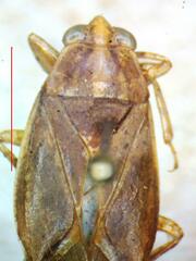 Belostoma