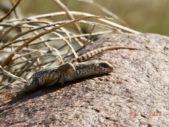 Dipsosaurus dorsalis