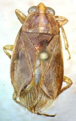 Belostoma