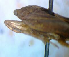 Belostoma