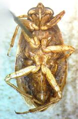 Belostoma