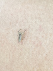 Hentzia mitrata