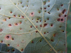 Neuroterus saltarius
