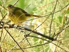 Geothlypis tolmiei
