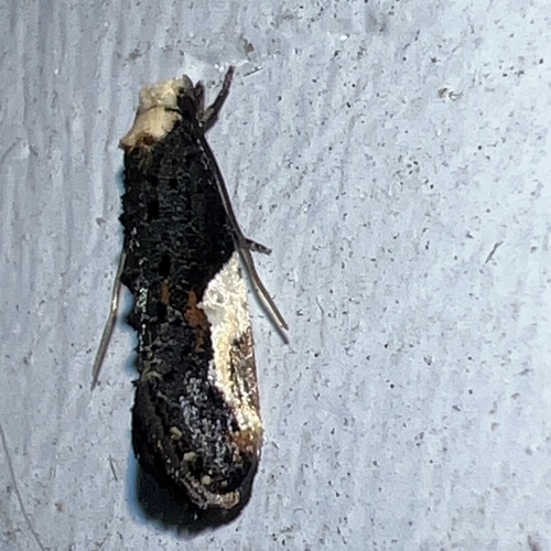 Pavlovski's Monopis Moth photo 4