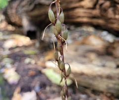 Tipularia discolor