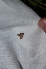 Elophila obliteralis