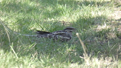 Hydropsalis torquata
