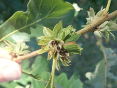 Andricus quercusfrondosus