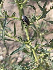 Chlorochroa
